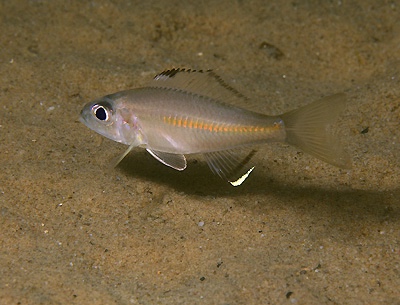 Trematocara variabile 'Kalambo Lodge'